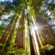 Spend this Summer with our Coast Redwood Trees!